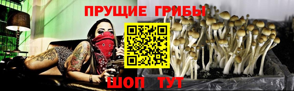 хочу   Вход с VPN  Протвино  Галлюциногенные грибы GOLDEN TEACHER 